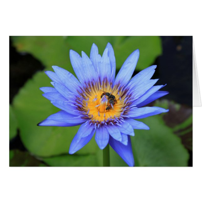 Lotus Blume (Vorderseite (Horizontal))