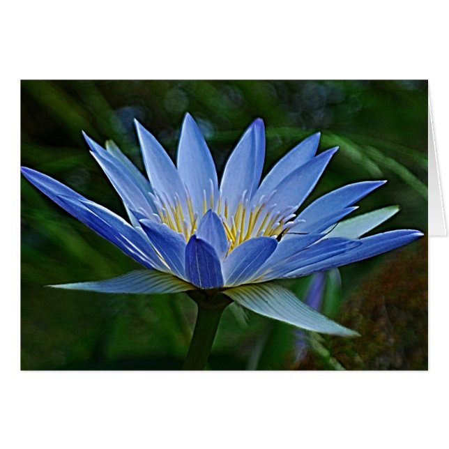 Lotus-Blume (Vorderseite (Horizontal))