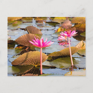 Lotus-Blume am Thale Noi-See, Phatthalung Postkarte