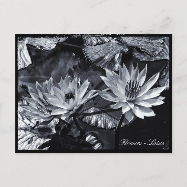 Lotus Blume, Blumengarten / Asien Postkarte (Vorderseite)