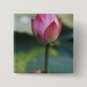 Lotus Blume bud, Hangzhou, Provinz Zhejiang, Button