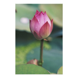 Lotus Blume bud, Hangzhou, Provinz Zhejiang Fotodruck