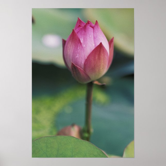 Lotus Blume bud, Hangzhou, Provinz Zhejiang Poster (Vorne)