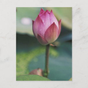 Lotus Blume bud, Hangzhou, Provinz Zhejiang Postkarte