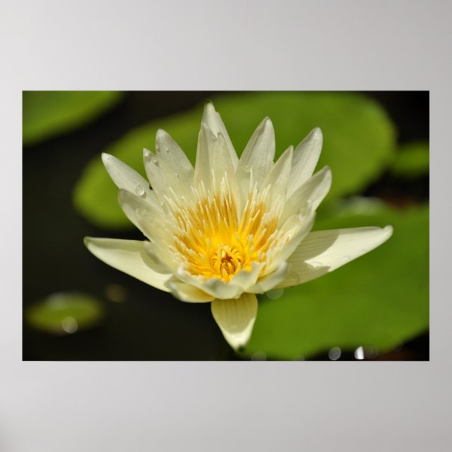 Lotus (Blume der Wasserlilie) Poster (Vorne)