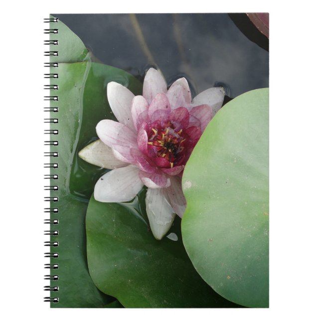 Lotus Blume Foto Notebook Notizblock (Vorderseite)