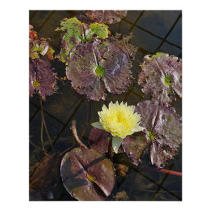 Lotus-Blume im Herbst Poster