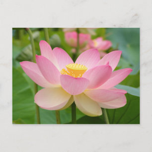 Lotus-Blume in Bloom (Nelumbo nucifera) Postkarte