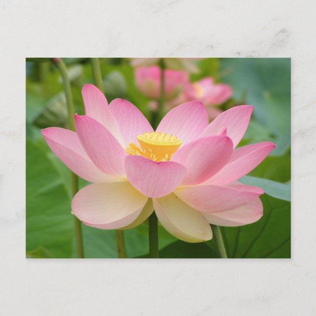 Lotus-Blume in Bloom (Nelumbo nucifera) Postkarte (Vorderseite)