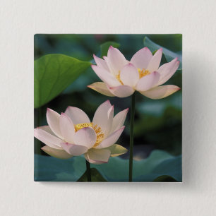 Lotus Blume in Blüten, China Button