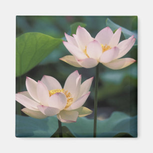 Lotus Blume in Blüten, China Magnet