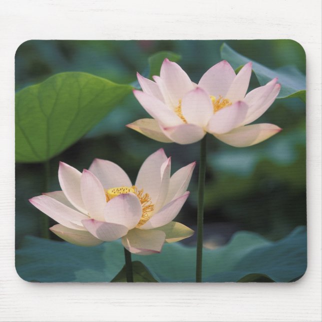 Lotus Blume in Blüten, China Mousepad (Vorne)