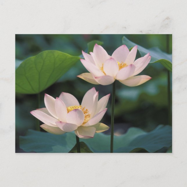 Lotus Blume in Blüten, China Postkarte (Vorderseite)