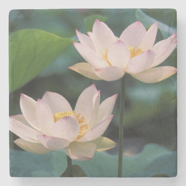 Lotus Blume in Blüten, China Steinuntersetzer (Vorderseite)
