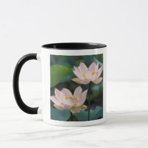 Lotus Blume in Blüten, China Tasse