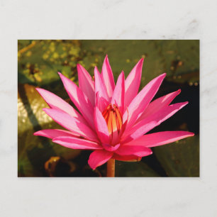 Lotus Blume in der Natur Postkarte