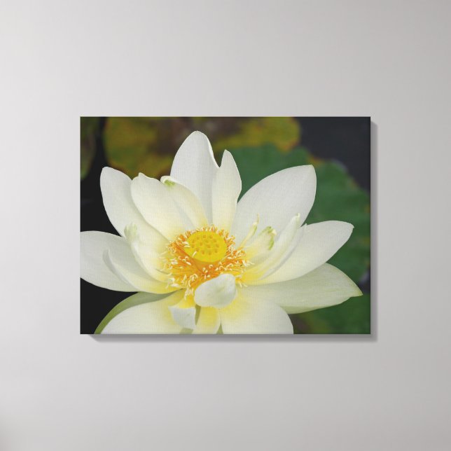 Lotus Blume Leinwanddruck (Vorderseite)