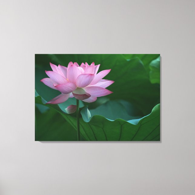 Lotus Blume Leinwanddruck (Vorderseite)