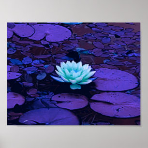 Lotus Blume Lila Blue Türkise Floral Pond Zen Poster