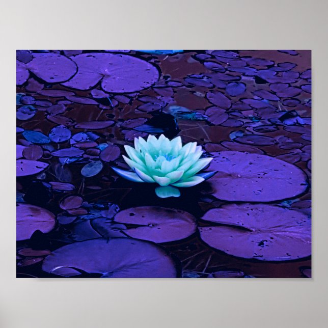 Lotus Blume Lila Blue Türkise Floral Pond Zen Poster (Vorne)