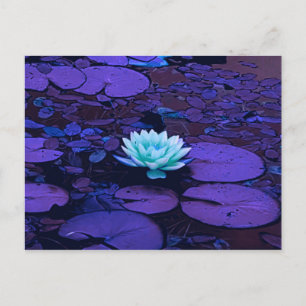 Lotus Blume Lila Blue Türkise Floral Pond Zen Postkarte