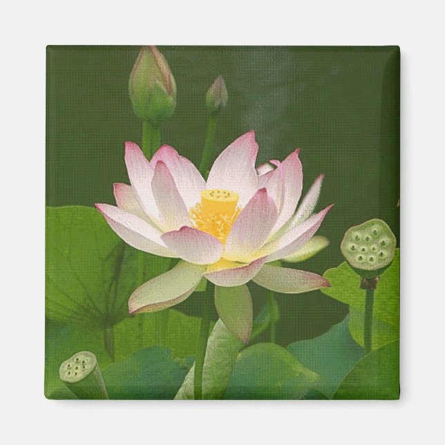 Lotus Blume Magnet (Vorne)
