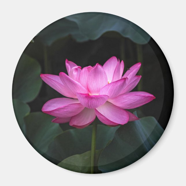 Lotus Blume Magnet (Vorne)