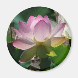 Lotus Blume Magnet