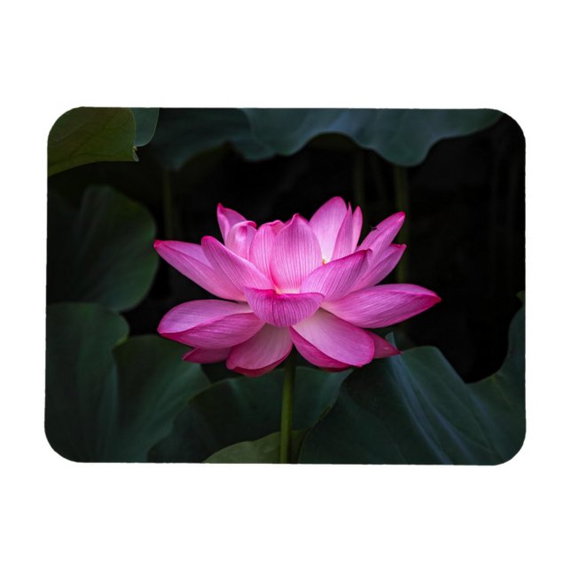 Lotus Blume Magnet (Horizontal)