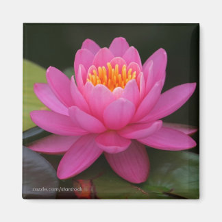 Lotus Blume Magnet
