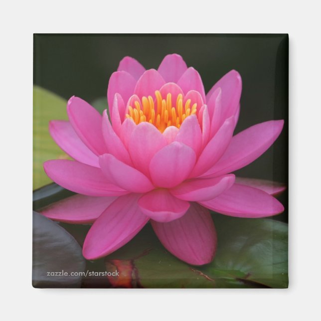 Lotus Blume Magnet (Vorne)