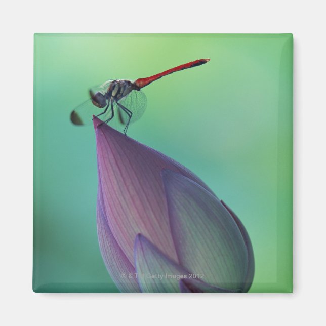 Lotus-Blume Magnet (Vorne)