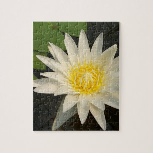 Lotus, Blume, Natur, Blüte, Blumen, Pflanze, Puzzle