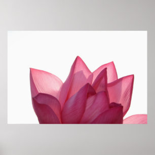 Lotus-Blume [Nelumbio speciosum] in vollem Umfang Poster