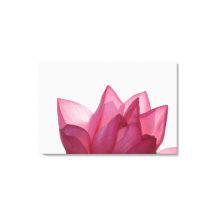 Lotus-Blume [Nelumbio speciosum] vollständig