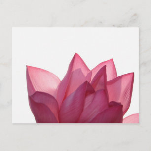 Lotus-Blume [Nelumbio speciosum] vollständig Postkarte