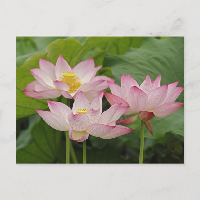 Lotus Blume, Nelumbo nucifera, China 2 Postkarte (Vorderseite)