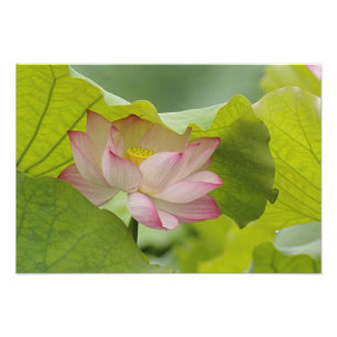 Lotus Blume, Nelumbo nucifera, China Fotodruck