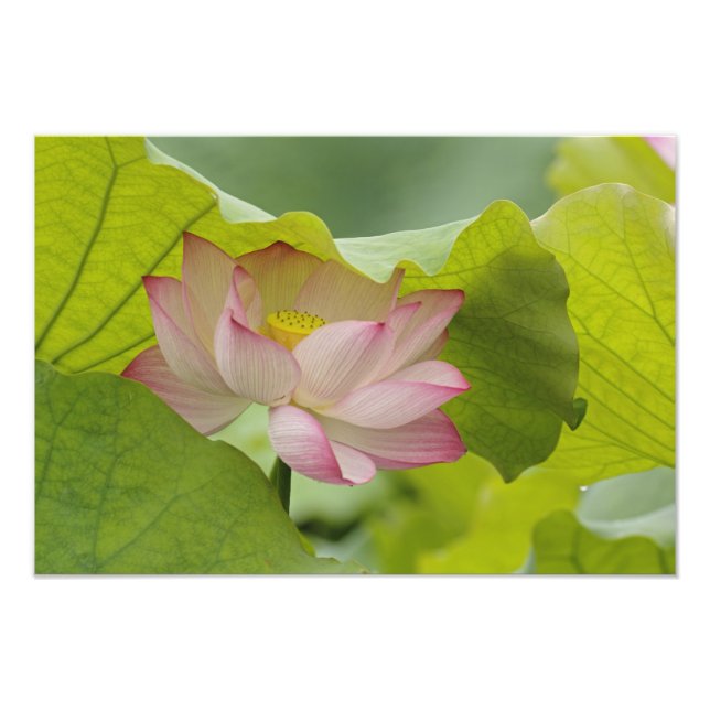 Lotus Blume, Nelumbo nucifera, China Fotodruck (Vorne)