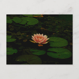 Lotus Blume Orange Dunkelgrüner Blumenteich Zen Postkarte