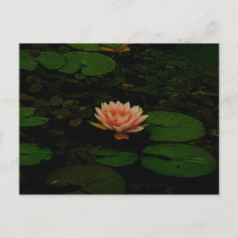 Lotus Blume Orange Dunkelgrüner Blumenteich Zen Postkarte
