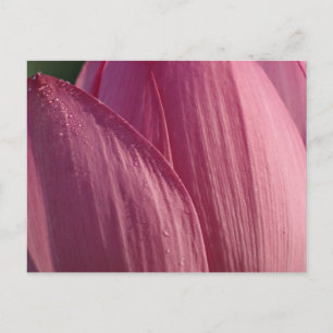 Lotus Blume Petals Pink Floral Postkarte