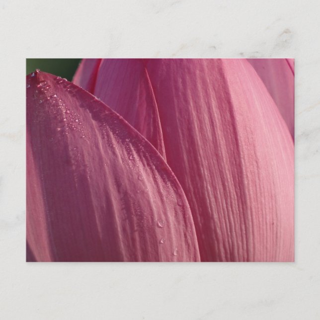 Lotus Blume Petals Pink Floral Postkarte (Vorderseite)