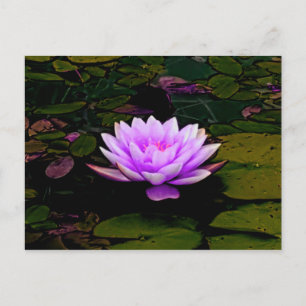 Lotus Blume Pink Grüner Blumenteich Zen Postkarte