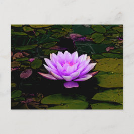 Lotus Blume Pink Grüner Blumenteich Zen Postkarte