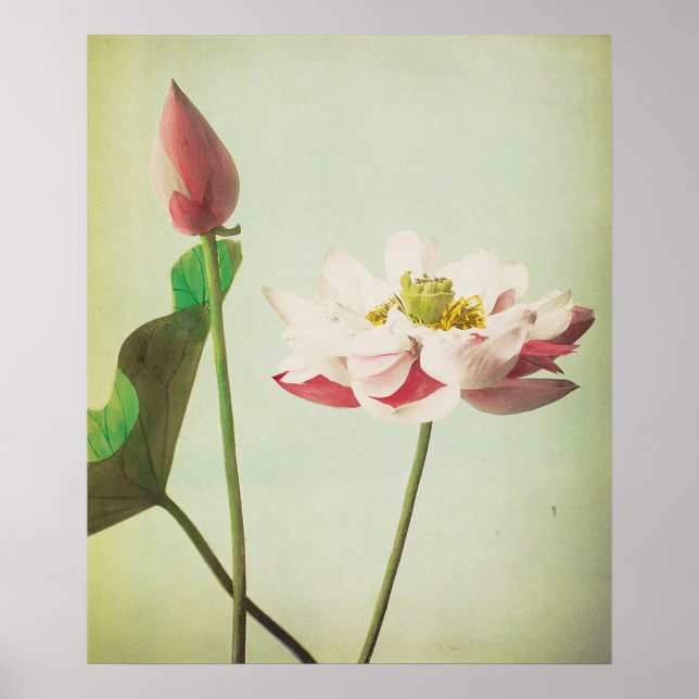 Lotus Blume Poster (Vorne)