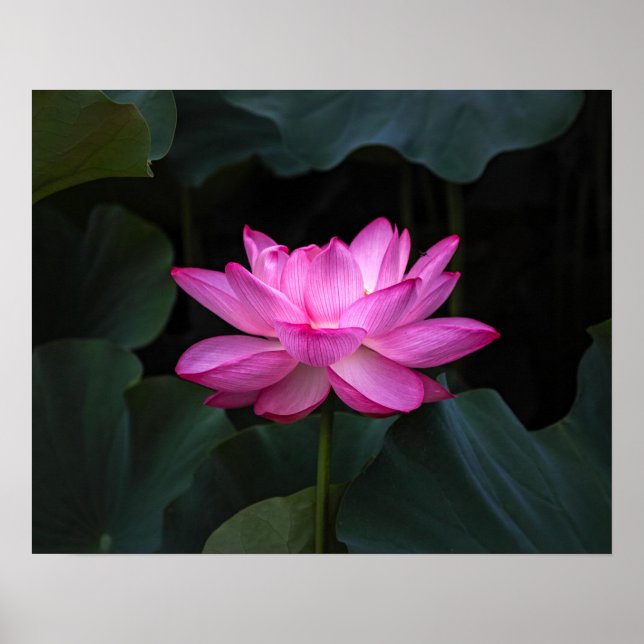 Lotus Blume Poster (Vorne)