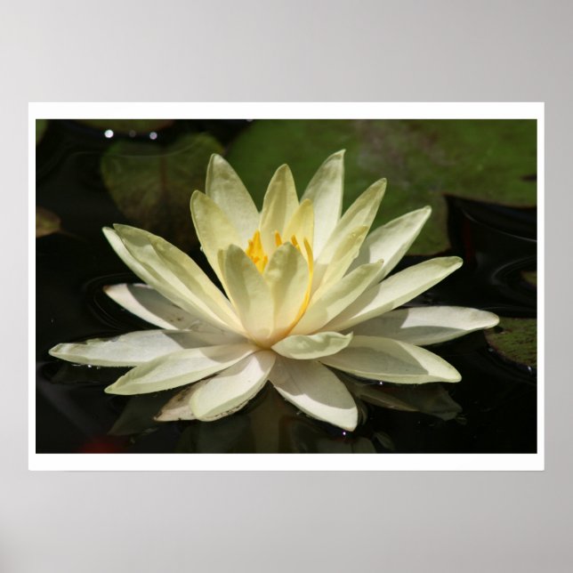 Lotus Blume Poster (Vorne)