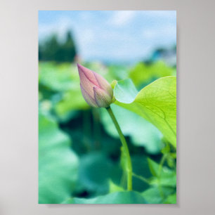 Lotus Blume Poster
