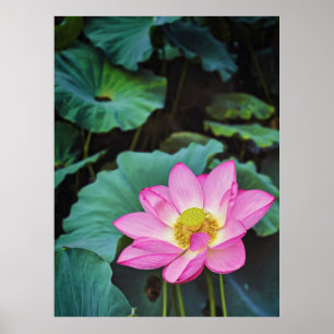 Lotus Blume Poster